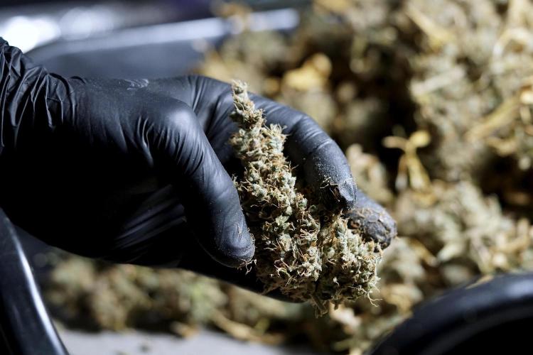 BlueBerry by Zamnesia Seeds. Week 15 - BB#1