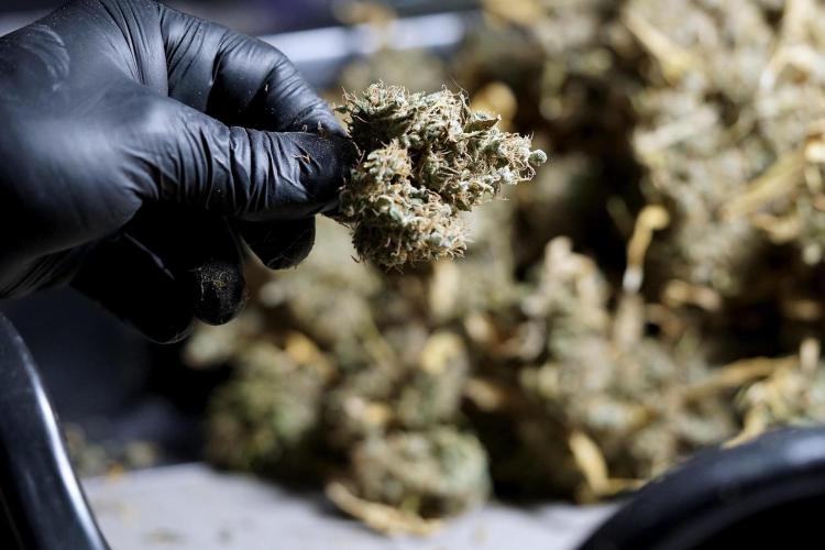 BlueBerry by Zamnesia Seeds. Week 15 - BB#1