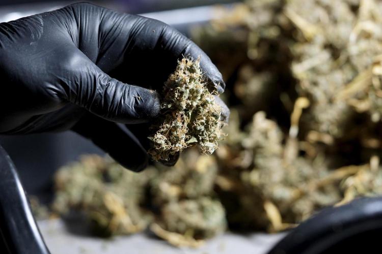 BlueBerry by Zamnesia Seeds. Week 15 - BB#1