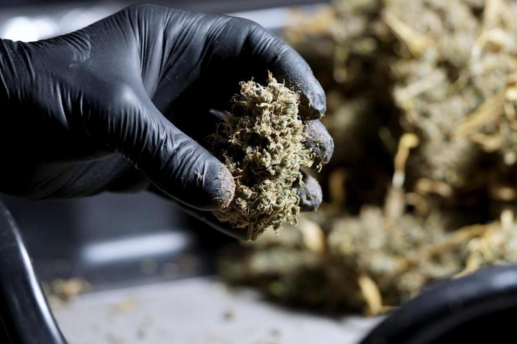 BlueBerry by Zamnesia Seeds. Week 15 - BB#1