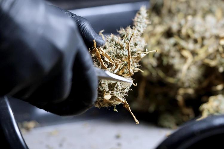 BlueBerry by Zamnesia Seeds. Week 15 - BB#1