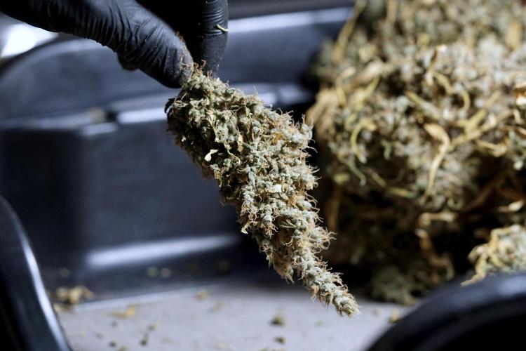 BlueBerry by Zamnesia Seeds. Week 15 - BB#1