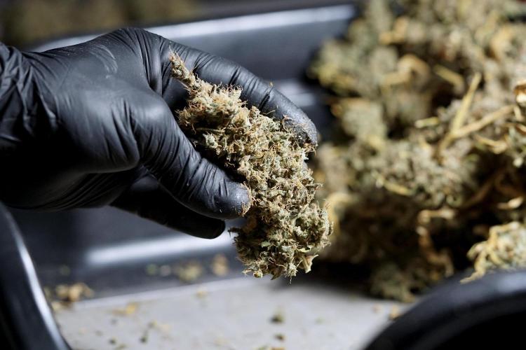 BlueBerry by Zamnesia Seeds. Week 15 - BB#1