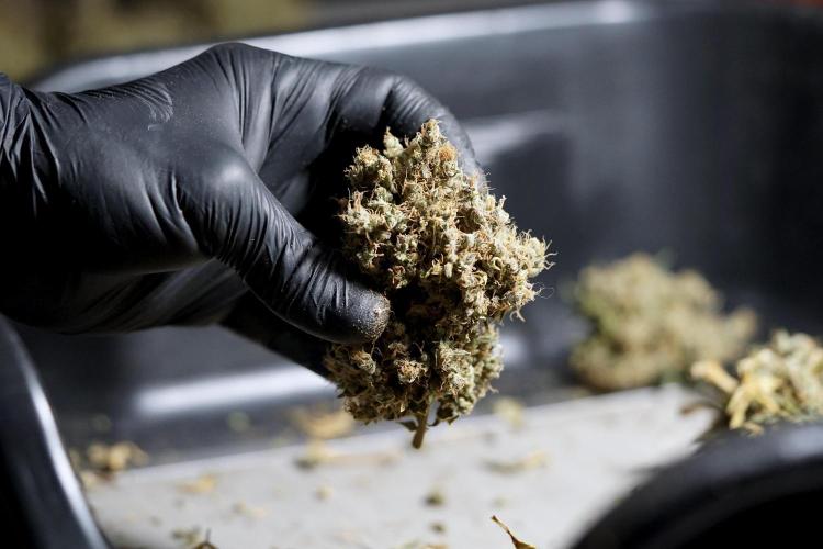 BlueBerry by Zamnesia Seeds. Week 15 - BB#1