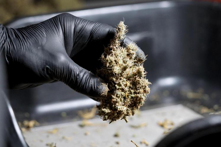 BlueBerry by Zamnesia Seeds. Week 15 - BB#1