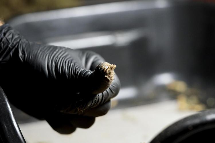 BlueBerry by Zamnesia Seeds. Week 15 - BB#1