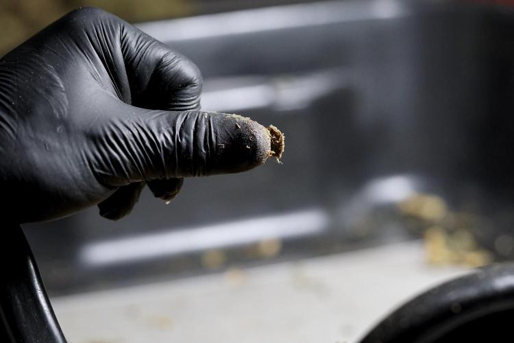 BlueBerry by Zamnesia Seeds. Week 15 - BB#1