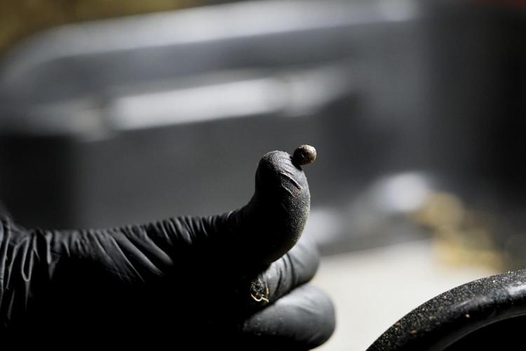 BlueBerry by Zamnesia Seeds. Week 15 - BB#1