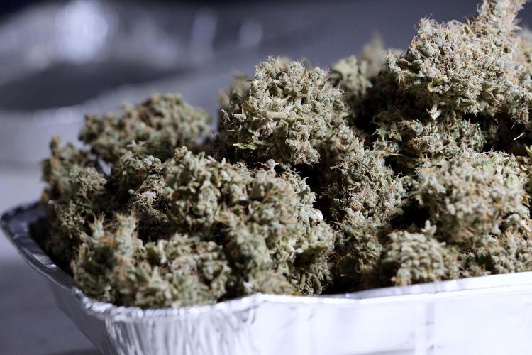 BlueBerry by Zamnesia Seeds. Week 15 - BB#1