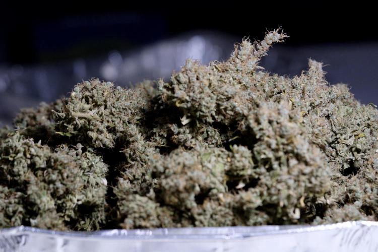 BlueBerry by Zamnesia Seeds. Week 15 - BB#1