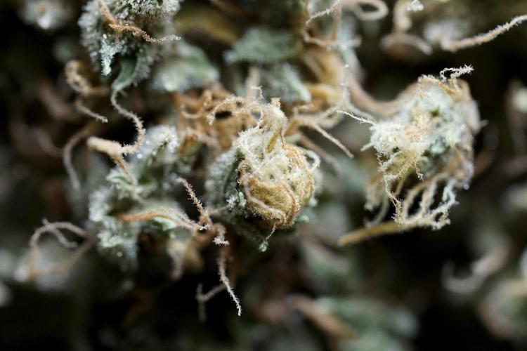 BlueBerry by Zamnesia Seeds. Week 15 - BB#1