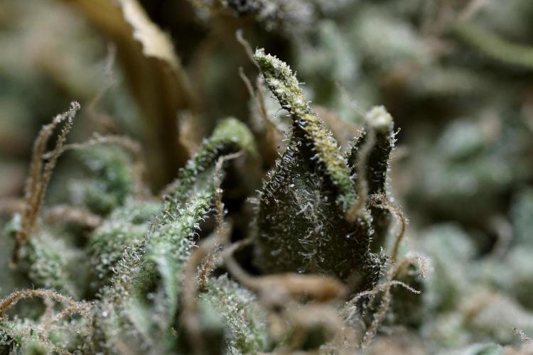 BlueBerry by Zamnesia Seeds. Week 15 - BB#1