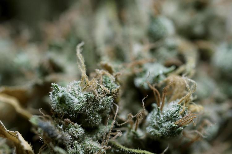 BlueBerry by Zamnesia Seeds. Week 15 - BB#1