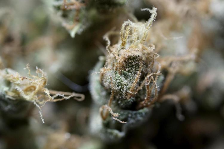 BlueBerry by Zamnesia Seeds. Week 15 - BB#1