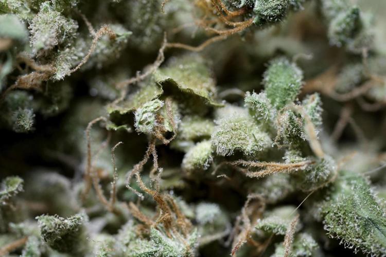 BlueBerry by Zamnesia Seeds. Week 15 - BB#1