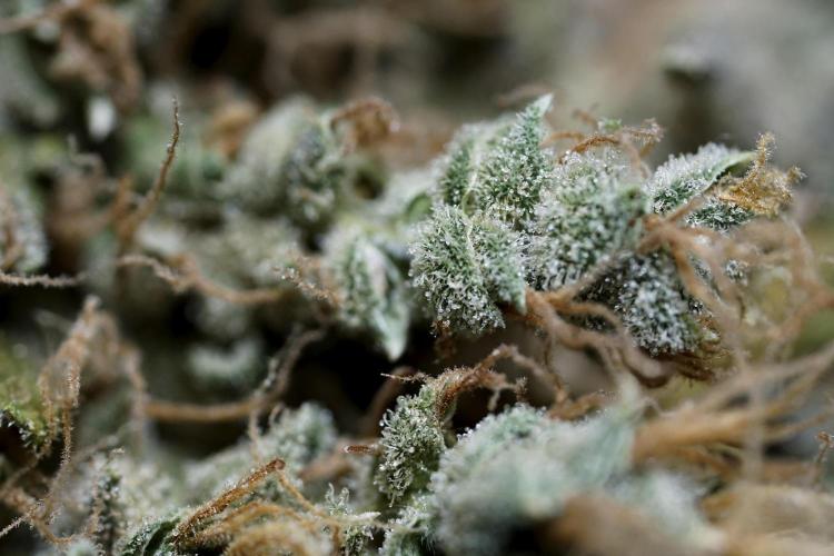 BlueBerry by Zamnesia Seeds. Week 15 - BB#1