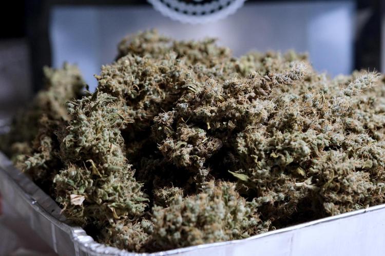 BlueBerry by Zamnesia Seeds. Week 15 - BB#1