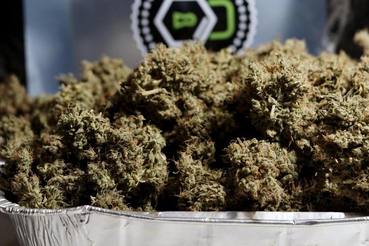 BlueBerry by Zamnesia Seeds. Week 15 - BB#1