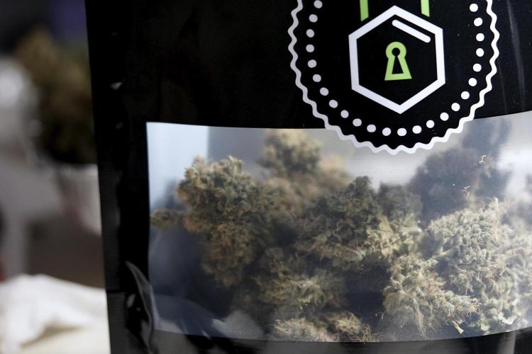 BlueBerry by Zamnesia Seeds. Week 15 - BB#1