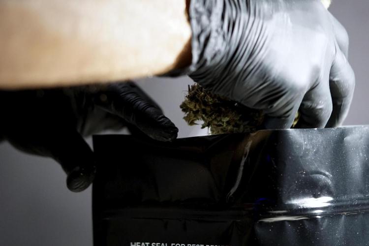 BlueBerry by Zamnesia Seeds. Week 15 - BB#1