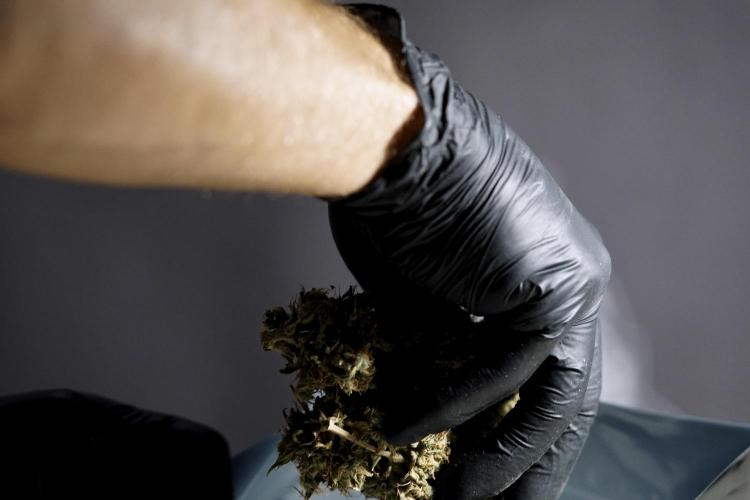 BlueBerry by Zamnesia Seeds. Week 15 - BB#1