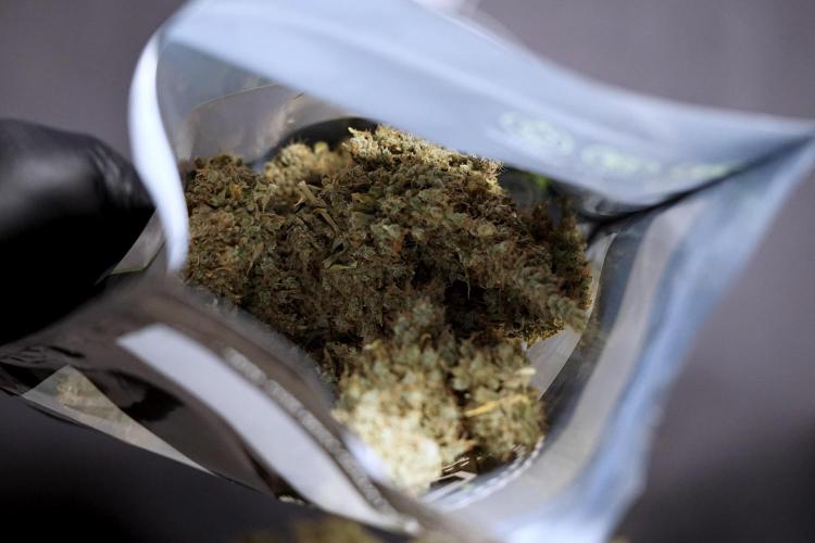 BlueBerry by Zamnesia Seeds. Week 15 - BB#1