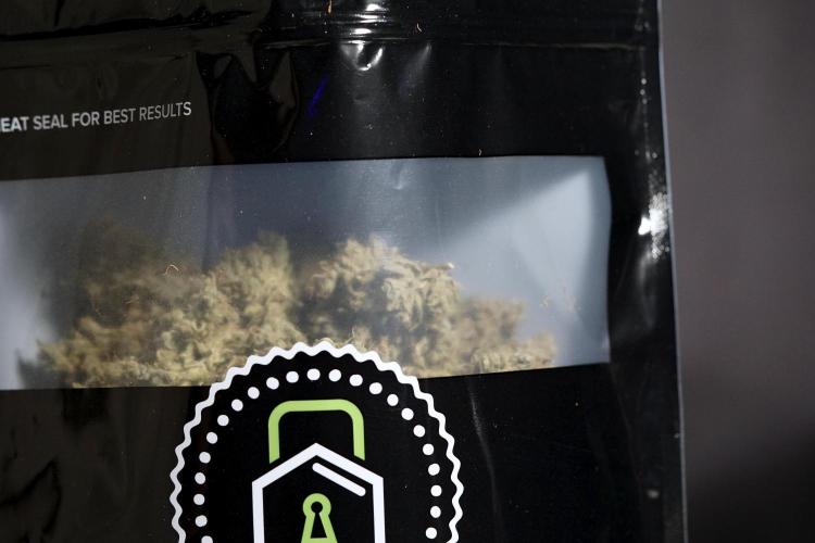 BlueBerry by Zamnesia Seeds. Week 15 - BB#1