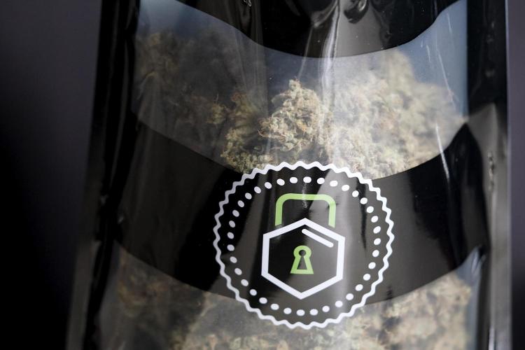 BlueBerry by Zamnesia Seeds. Week 15 - BB#1