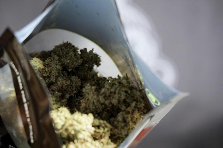 BlueBerry by Zamnesia Seeds. Week 15 - BB#1