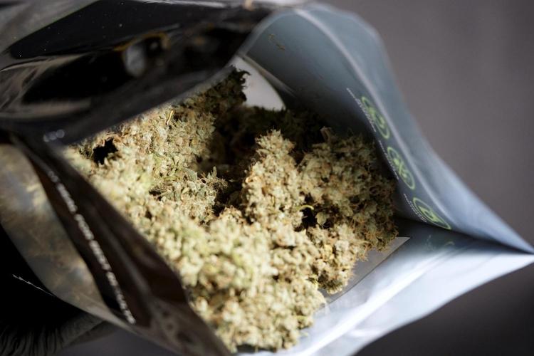 BlueBerry by Zamnesia Seeds. Week 15 - BB#1