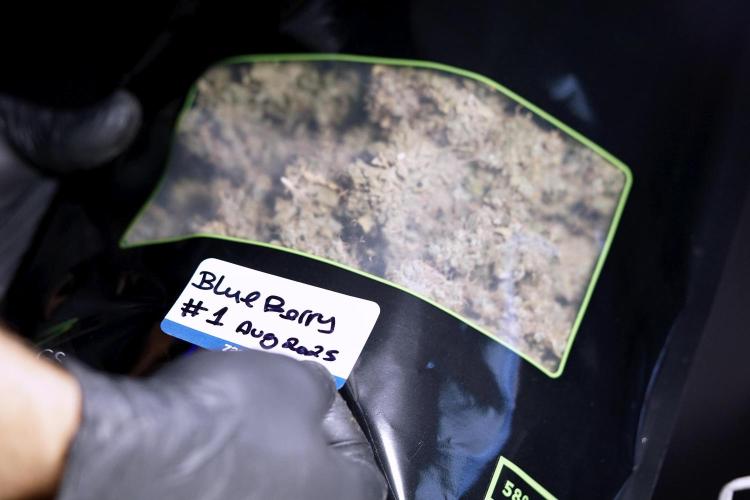 BlueBerry by Zamnesia Seeds. Week 15 - BB#1