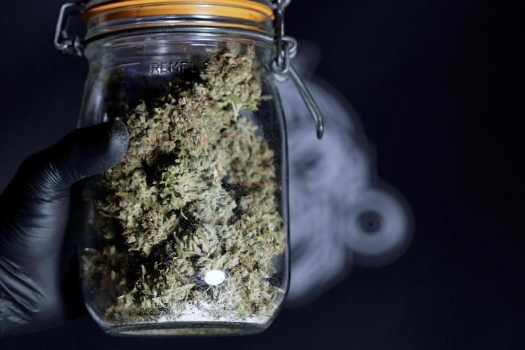 BlueBerry by Zamnesia Seeds. Week 15 - BB#1