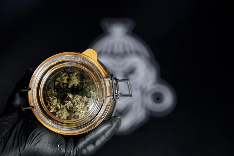 BlueBerry by Zamnesia Seeds. Week 15 - BB#1