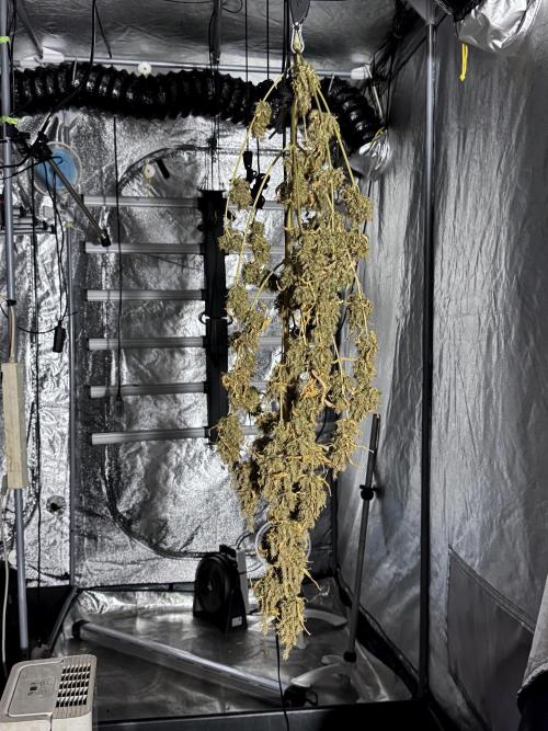 BlueBerry by Zamnesia Seeds. Week 15 - BB#1