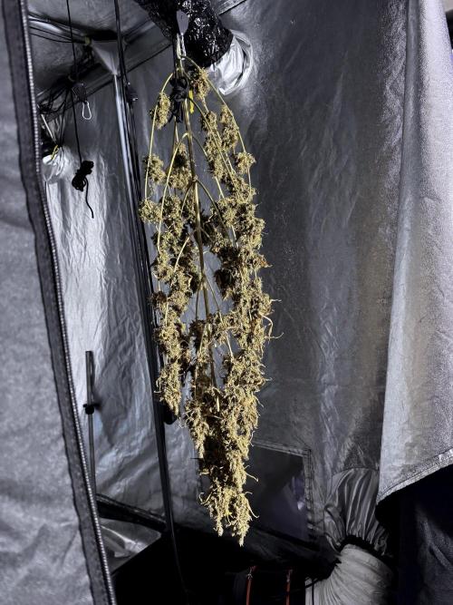 BlueBerry by Zamnesia Seeds. Week 15 - BB#1