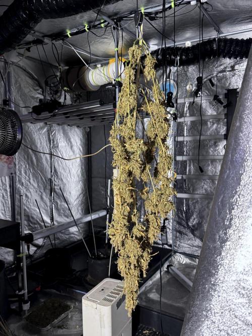 BlueBerry by Zamnesia Seeds. Week 15 - BB#1