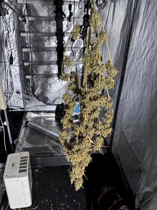 BlueBerry by Zamnesia Seeds. Week 15 - BB#1