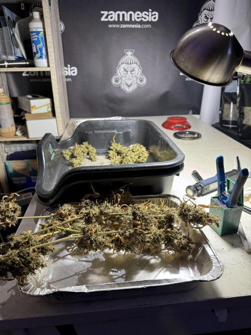 BlueBerry by Zamnesia Seeds. Week 15 - BB#1