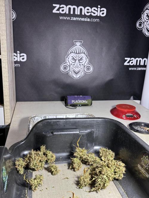 BlueBerry by Zamnesia Seeds. Week 15 - BB#1