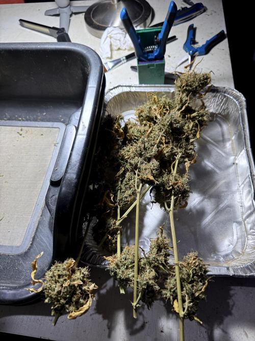 BlueBerry by Zamnesia Seeds. Week 15 - BB#1