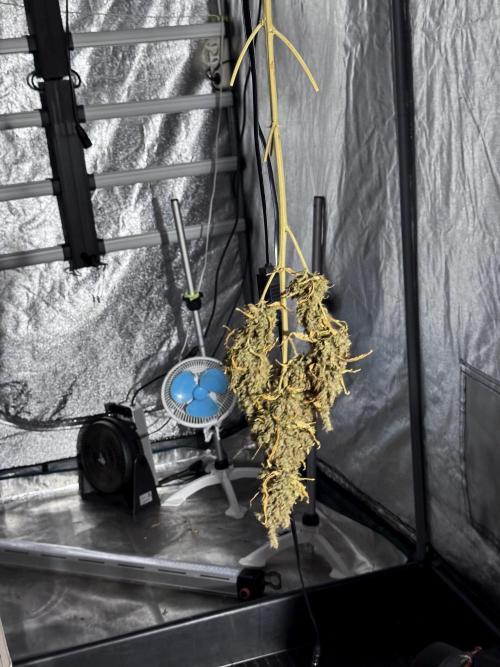 BlueBerry by Zamnesia Seeds. Week 15 - BB#1