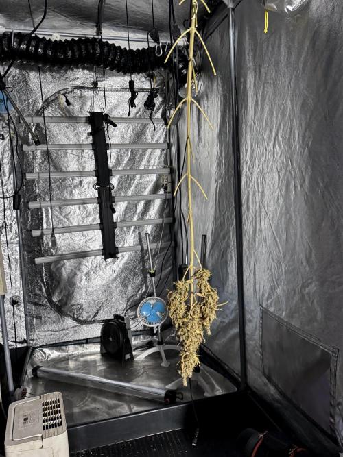 BlueBerry by Zamnesia Seeds. Week 15 - BB#1