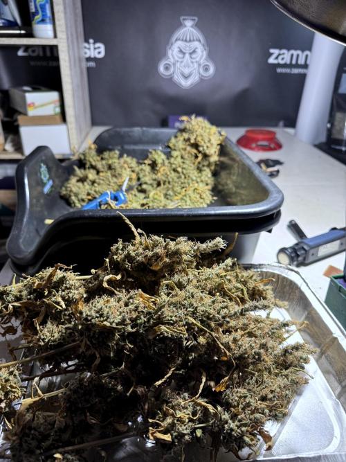 BlueBerry by Zamnesia Seeds. Week 15 - BB#1