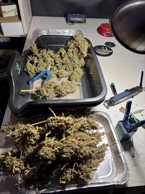 BlueBerry by Zamnesia Seeds. Week 15 - BB#1