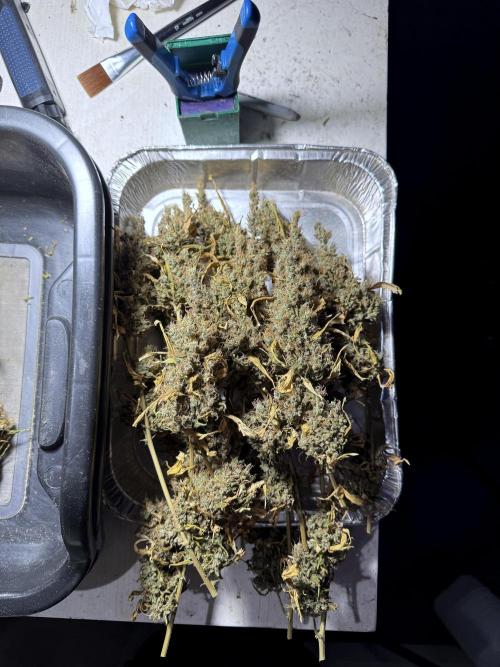 BlueBerry by Zamnesia Seeds. Week 15 - BB#1