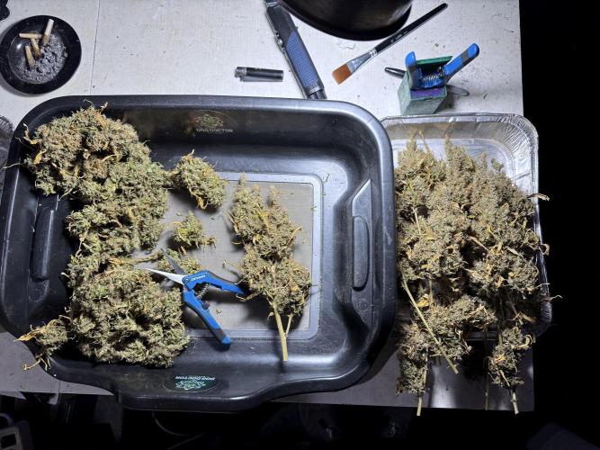 BlueBerry by Zamnesia Seeds. Week 15 - BB#1