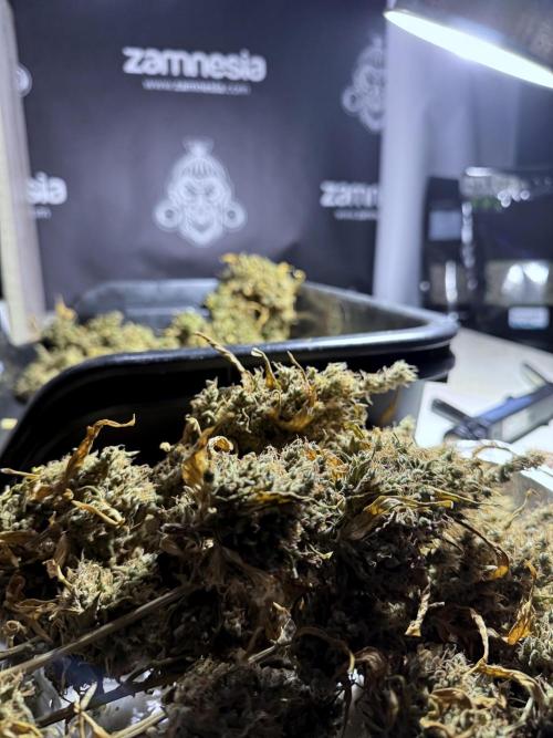 BlueBerry by Zamnesia Seeds. Week 15 - BB#1