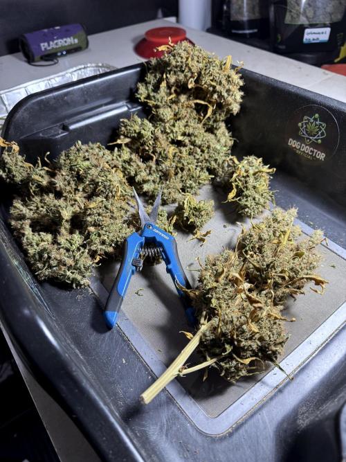 BlueBerry by Zamnesia Seeds. Week 15 - BB#1