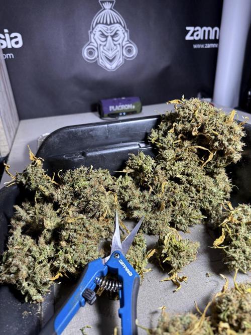 BlueBerry by Zamnesia Seeds. Week 15 - BB#1