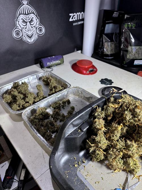 BlueBerry by Zamnesia Seeds. Week 15 - BB#1